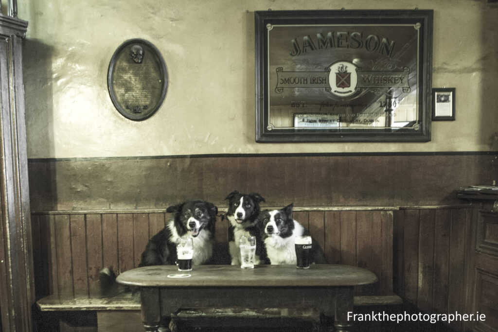 Pic By Frank Malone
Gravediggers "John Kavanagh's"
"Its a dogs Life"
Sam, Blewey, Sam.